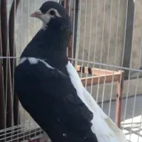 چپ سیاه/سبز پلاکی/الماسی خط سفید/سار سرور