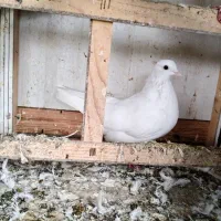 کبوتر ماده پاک سفید باخت رفته