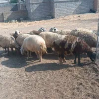 گوسفند