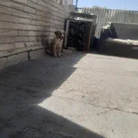 سگ واگذاری رایگان