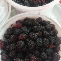 شاه توت