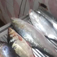 ماهی بزرگ تازه