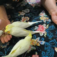 عروس هلندی
