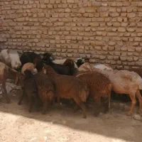 میش بز بره بزغاله عید قربان