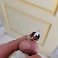سهره|پرنده|شیراز, مسلم|دیوار