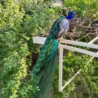 جوجه طاووس ۳ ماهه