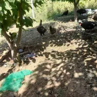 مرغ وخروس وبوقلمون