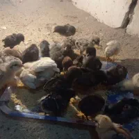 جوجه گلین