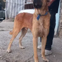 سگ سرابی نر