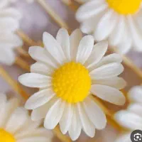 شمع گل بابونه
