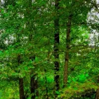 نظافت باغ باغچه و علف تراشی