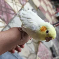 فروش دو عدد عروس هلندی نر و ماده