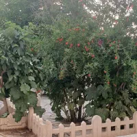 باغچه ۲۰۰متری امتیازات تکمیل