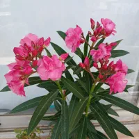 آب سیب محلی باغ چنگیز قلعه