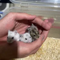 همستر کمپل نر ماده انگل تراپی شده