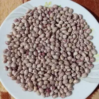 ۸۰کیلو لوبیا چیتی تمیز و با کیفیت