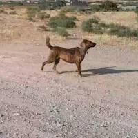 سگ گله ماده دل توله