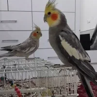 عروس هلندی