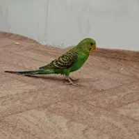 جوجه مرغ عشق