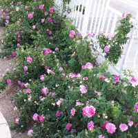 فروش یک باب خانه باغ خانه واقع در دره مراد بیگ