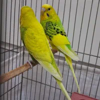 مرغ عشق نروماده