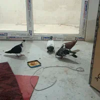 چپ وساده
