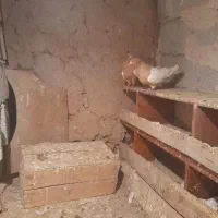 کبوتر یاهی