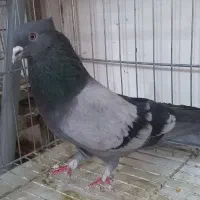 کبوتر  سبز کاکلی