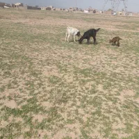 بز زاییده|حیوانات مزرعه|تربت جام, کشتارگاه|دیوار