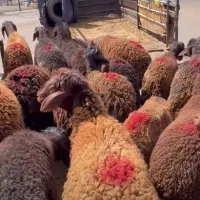 میش وبره