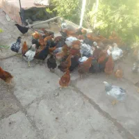 مرغ وخروس محلی