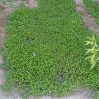 شتیل گوجه|خدمات باغبانی و درختکاری|بناب, |دیوار