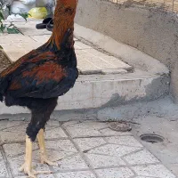 خروس لاری