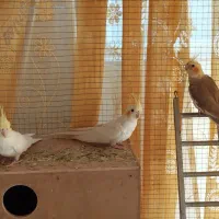 عروس هلندی ۳ ماهه و ۴۵ روزه