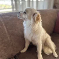 واگذاری فوری سگ اشپیتز ماده یک ساله