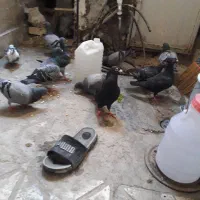پرنده
