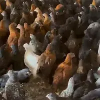 جوجه‌مرغ‌گلپایگانی|حیوانات مزرعه|آبسرد, |دیوار
