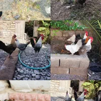 فروش جوجه براکل نژاد بلژیکی تخم گذار زینتی
