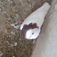 کفترچادری طوقی کله ماستی باهم ۱۰۰۰۰۰۰