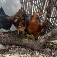 ماکت تعدادی وارک محلی