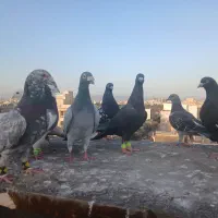 کبوتر پرشی قلدر