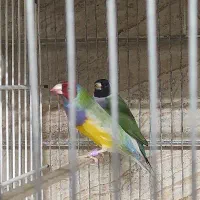 گلدینِ
