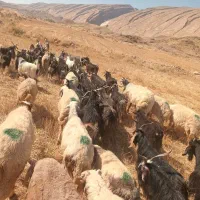 بز داشتی و کشتاری
