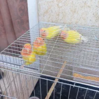 طوطی کوتوله