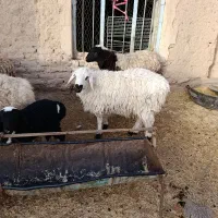 میش وبره|حیوانات مزرعه|بیرجند, |دیوار