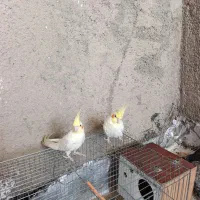 عروس هلندی