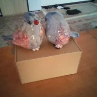 کبوتر ازجنس چینی