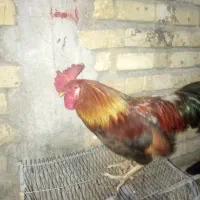 خروس|حیوانات مزرعه|باشت, |دیوار