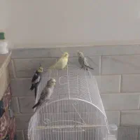 عروس هلندی رام شده