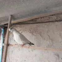 ماده